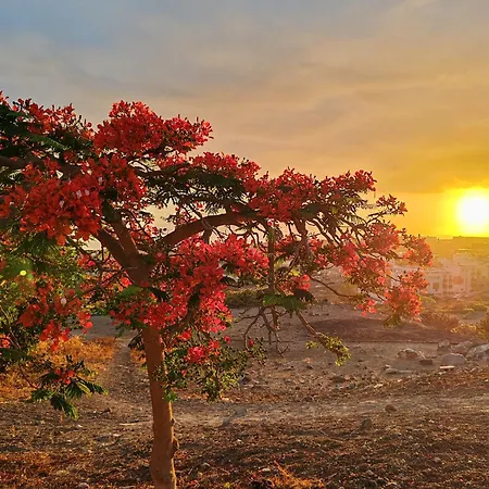 Paula Pool Adeje Апартаменты