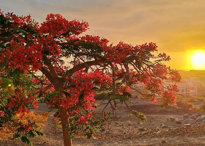 Paula Pool Adeje Апартаменты